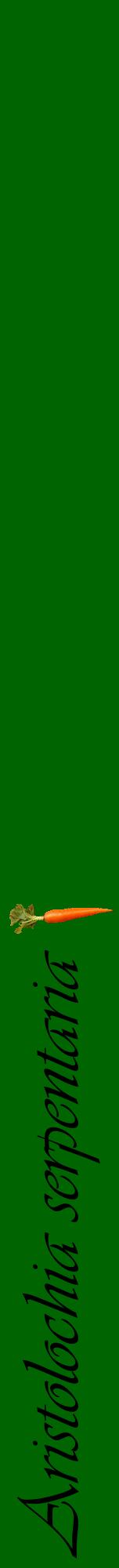 Étiquette de : Aristolochia serpentaria - format a - style noire8viv avec comestibilité simplifiée