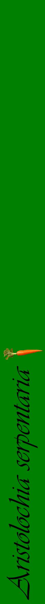 Étiquette de : Aristolochia serpentaria - format a - style noire9viv avec comestibilité simplifiée