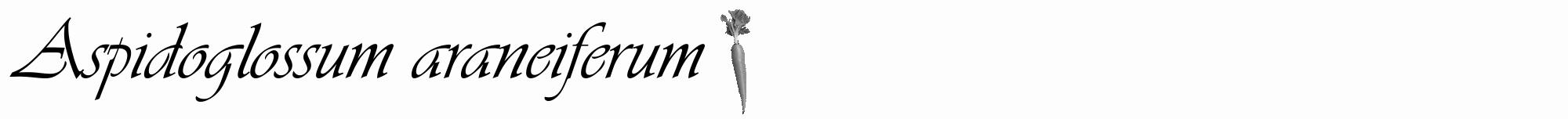 Étiquette de : Aspidoglossum araneiferum - format a - style noire19viv avec comestibilité simplifiée