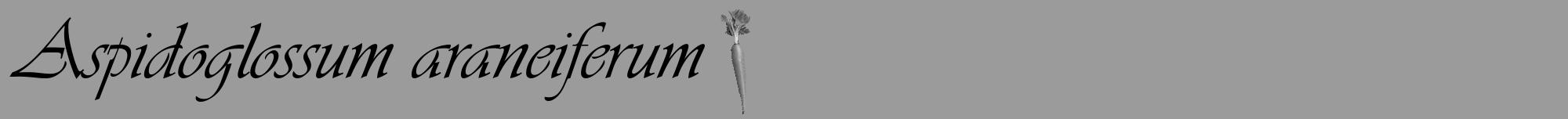 Étiquette de : Aspidoglossum araneiferum - format a - style noire52viv avec comestibilité simplifiée