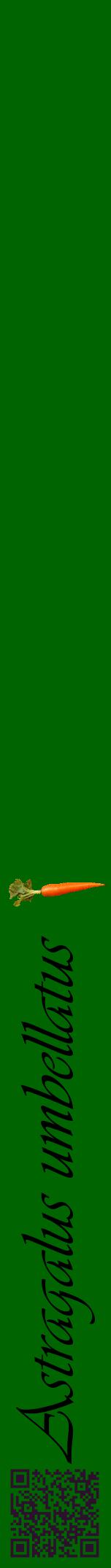 Étiquette de : Astragalus umbellatus - format a - style noire8viv avec qrcode et comestibilité simplifiée