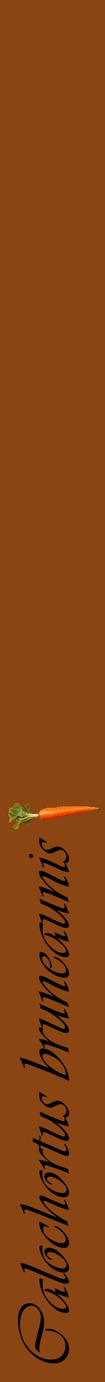 Étiquette de : Calochortus bruneaunis - format a - style noire30viv avec comestibilité simplifiée