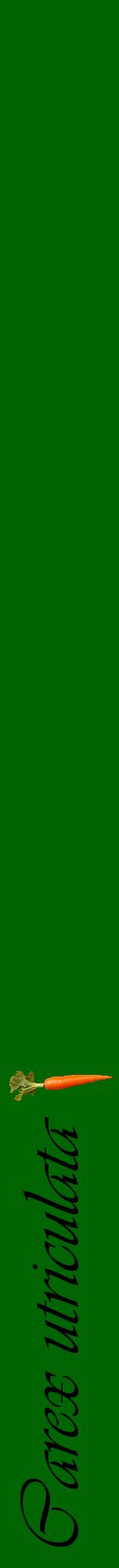 Étiquette de : Carex utriculata - format a - style noire8viv avec comestibilité simplifiée - position verticale