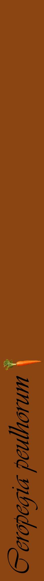 Étiquette de : Ceropegia peulhorum - format a - style noire30viv avec comestibilité simplifiée