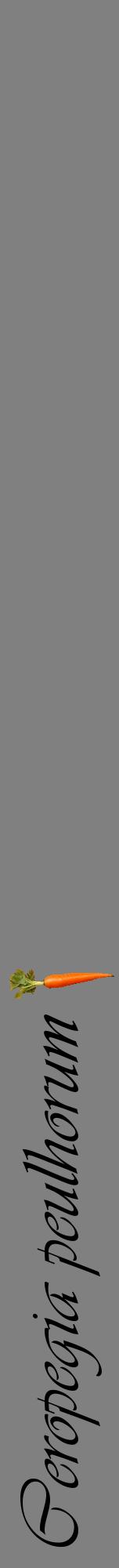 Étiquette de : Ceropegia peulhorum - format a - style noire57viv avec comestibilité simplifiée