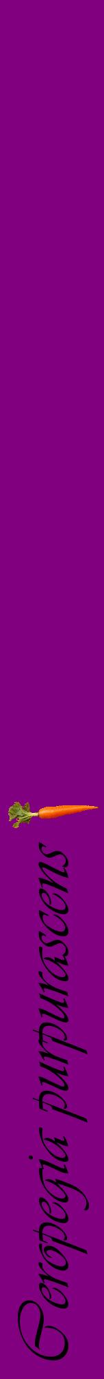 Étiquette de : Ceropegia purpurascens - format a - style noire46viv avec comestibilité simplifiée