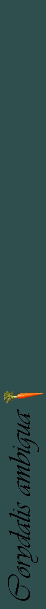 Étiquette de : Corydalis ambigua - format a - style noire58viv avec comestibilité simplifiée