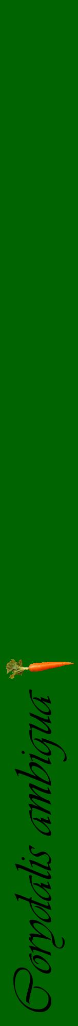 Étiquette de : Corydalis ambigua - format a - style noire8viv avec comestibilité simplifiée