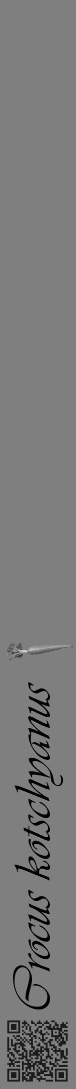 Étiquette de : Crocus kotschyanus - format a - style noire31viv avec qrcode et comestibilité simplifiée - position verticale