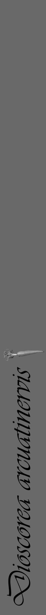 Étiquette de : Dioscorea arcuatinervis - format a - style noire51viv avec comestibilité simplifiée - position verticale