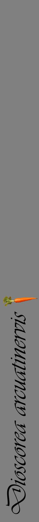 Étiquette de : Dioscorea arcuatinervis - format a - style noire57viv avec comestibilité simplifiée