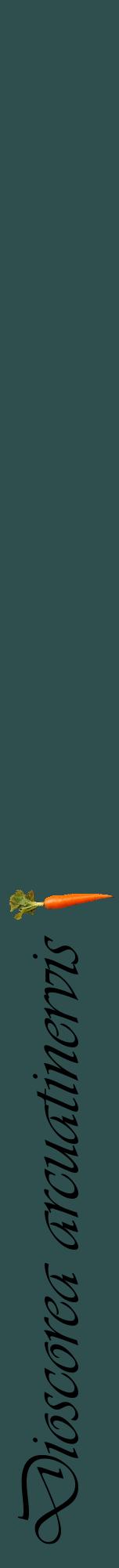 Étiquette de : Dioscorea arcuatinervis - format a - style noire58viv avec comestibilité simplifiée