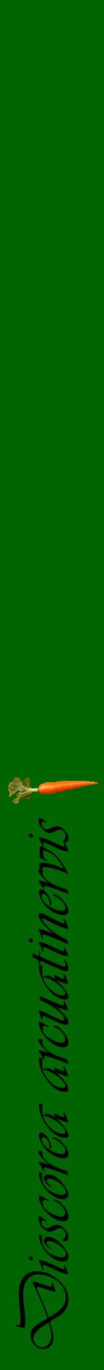 Étiquette de : Dioscorea arcuatinervis - format a - style noire8viv avec comestibilité simplifiée