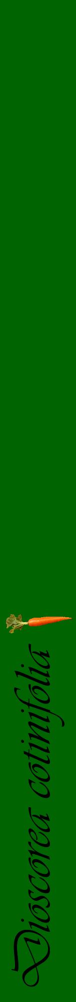 Étiquette de : Dioscorea cotinifolia - format a - style noire8viv avec comestibilité simplifiée