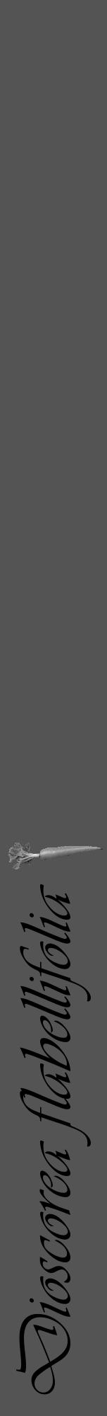 Étiquette de : Dioscorea flabellifolia - format a - style noire30viv avec comestibilité simplifiée - position verticale