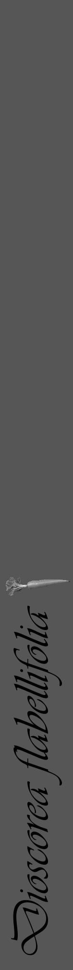 Étiquette de : Dioscorea flabellifolia - format a - style noire45viv avec comestibilité simplifiée - position verticale