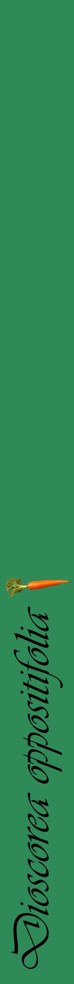 Étiquette de : Dioscorea oppositifolia - format a - style noire11viv avec comestibilité simplifiée