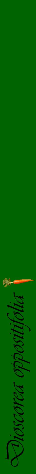 Étiquette de : Dioscorea oppositifolia - format a - style noire8viv avec comestibilité simplifiée