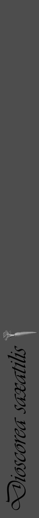 Étiquette de : Dioscorea saxatilis - format a - style noire28viv avec comestibilité simplifiée - position verticale