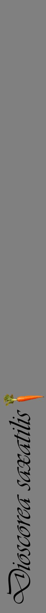Étiquette de : Dioscorea saxatilis - format a - style noire57viv avec comestibilité simplifiée