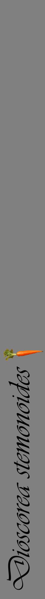 Étiquette de : Dioscorea stemonoides - format a - style noire57viv avec comestibilité simplifiée