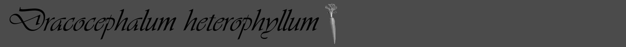 Étiquette de : Dracocephalum heterophyllum - format a - style noire9viv avec comestibilité simplifiée