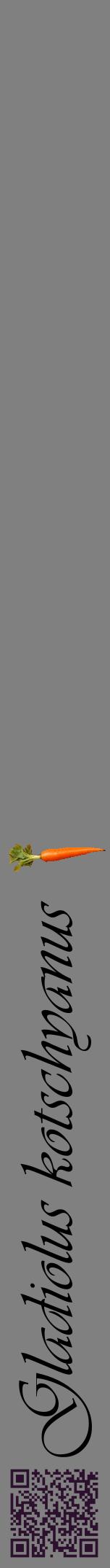Étiquette de : Gladiolus kotschyanus - format a - style noire57viv avec qrcode et comestibilité simplifiée