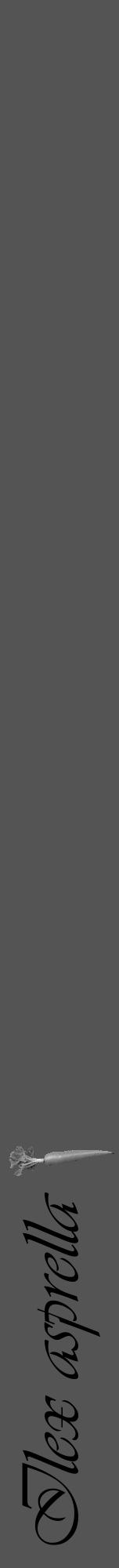 Étiquette de : Ilex asprella - format a - style noire36viv avec comestibilité simplifiée - position verticale