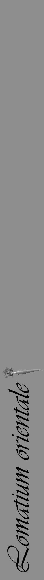 Étiquette de : Lomatium orientale - format a - style noire25viv avec comestibilité simplifiée - position verticale