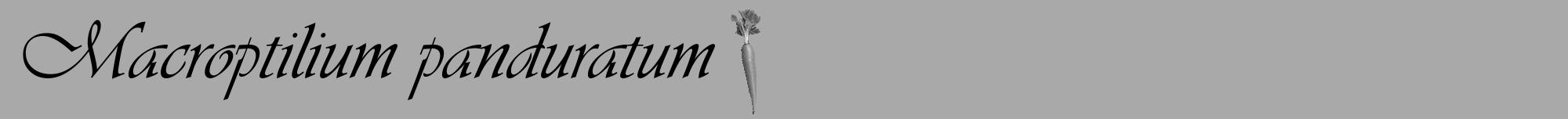 Étiquette de : Macroptilium panduratum - format a - style noire13viv avec comestibilité simplifiée