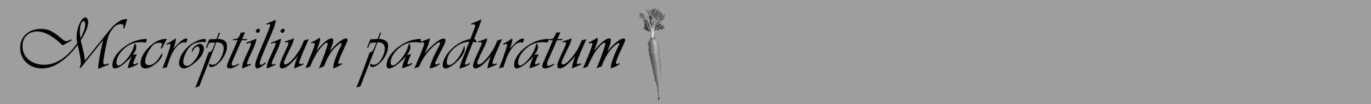 Étiquette de : Macroptilium panduratum - format a - style noire42viv avec comestibilité simplifiée