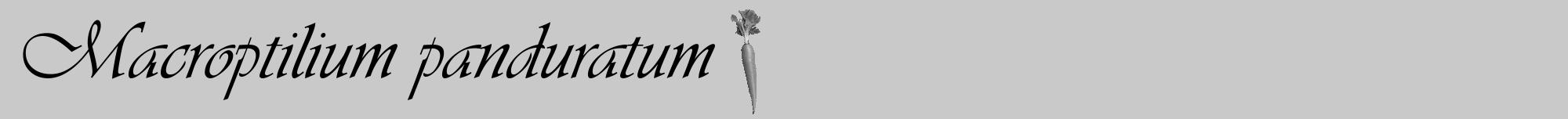 Étiquette de : Macroptilium panduratum - format a - style noire54viv avec comestibilité simplifiée