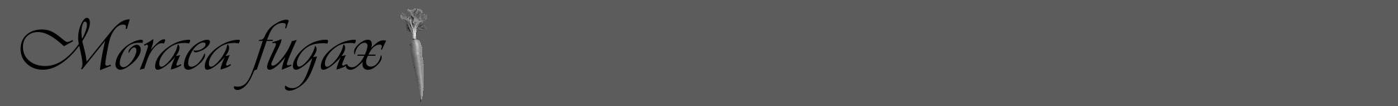 Étiquette de : Moraea fugax - format a - style noire49viv avec comestibilité simplifiée