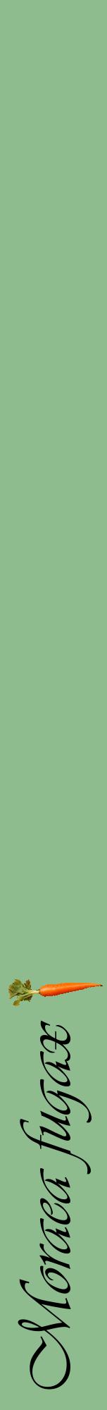 Étiquette de : Moraea fugax - format a - style noire13viv avec comestibilité simplifiée
