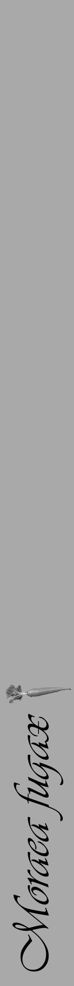 Étiquette de : Moraea fugax - format a - style noire13viv avec comestibilité simplifiée - position verticale