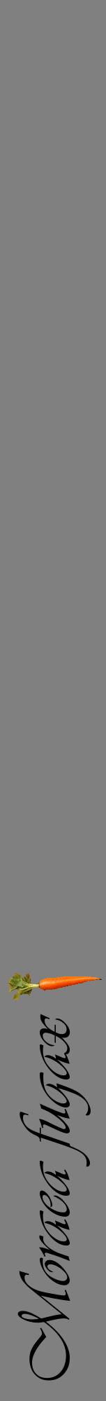 Étiquette de : Moraea fugax - format a - style noire57viv avec comestibilité simplifiée