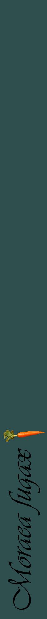 Étiquette de : Moraea fugax - format a - style noire58viv avec comestibilité simplifiée