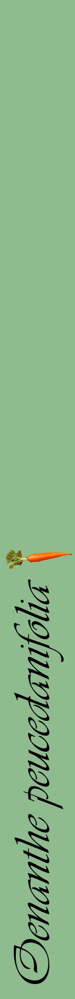 Étiquette de : Oenanthe peucedanifolia - format a - style noire13viv avec comestibilité simplifiée