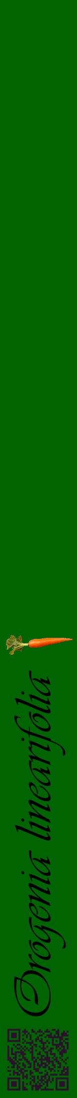 Étiquette de : Orogenia linearifolia - format a - style noire8viv avec qrcode et comestibilité simplifiée