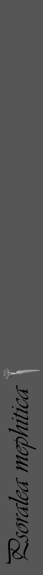 Étiquette de : Psoralea mephitica - format a - style noire45viv avec comestibilité simplifiée - position verticale