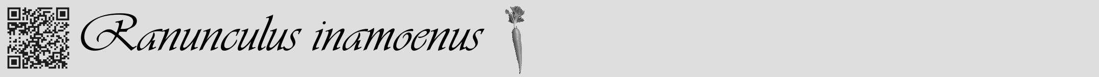 Étiquette de : Ranunculus inamoenus - format a - style noire20basiqueviv avec qrcode et comestibilité simplifiée