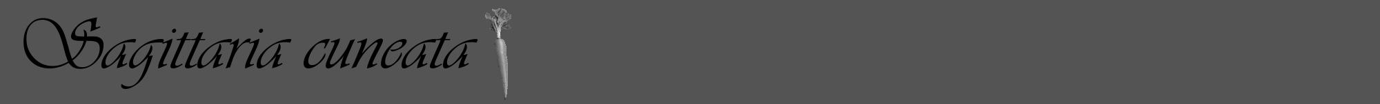 Étiquette de : Sagittaria cuneata - format a - style noire30viv avec comestibilité simplifiée