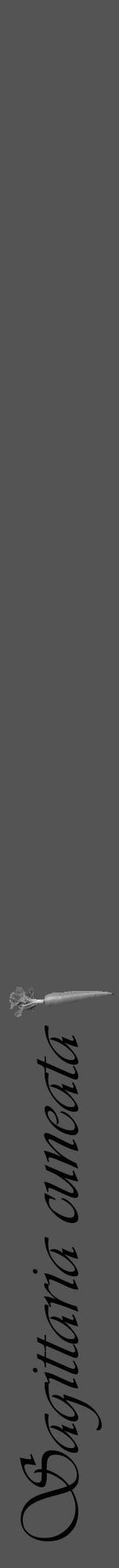 Étiquette de : Sagittaria cuneata - format a - style noire30viv avec comestibilité simplifiée - position verticale