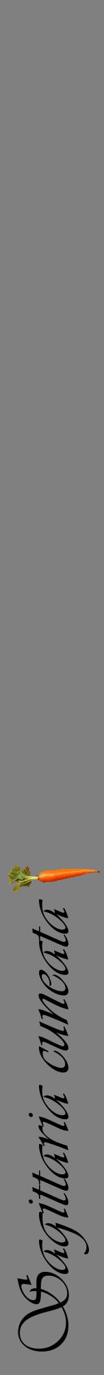 Étiquette de : Sagittaria cuneata - format a - style noire57viv avec comestibilité simplifiée