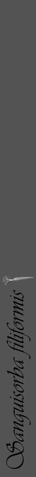 Étiquette de : Sanguisorba filiformis - format a - style noire36viv avec comestibilité simplifiée - position verticale