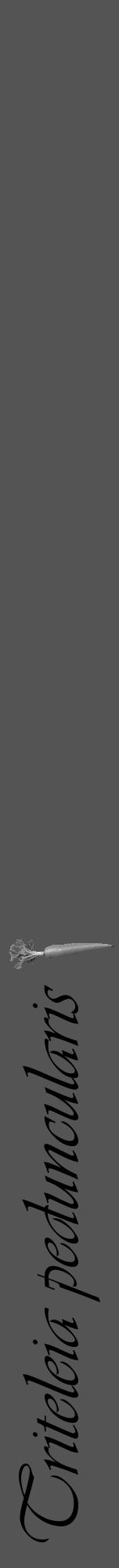 Étiquette de : Triteleia peduncularis - format a - style noire36viv avec comestibilité simplifiée - position verticale