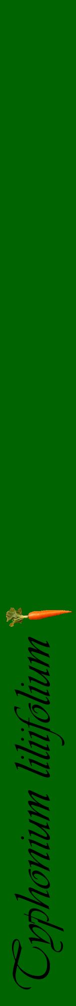 Étiquette de : Typhonium liliifolium - format a - style noire8viv avec comestibilité simplifiée