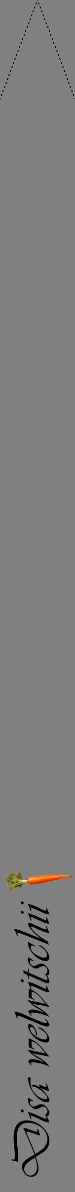 Étiquette de : Disa welwitschii - format b - style noire57viv avec comestibilité simplifiée