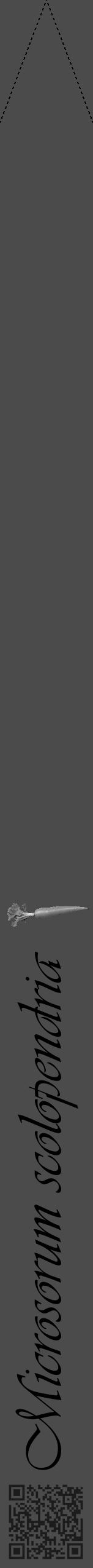 Étiquette de : Microsorum scolopendria - format b - style noire9viv avec qrcode et comestibilité simplifiée - position verticale