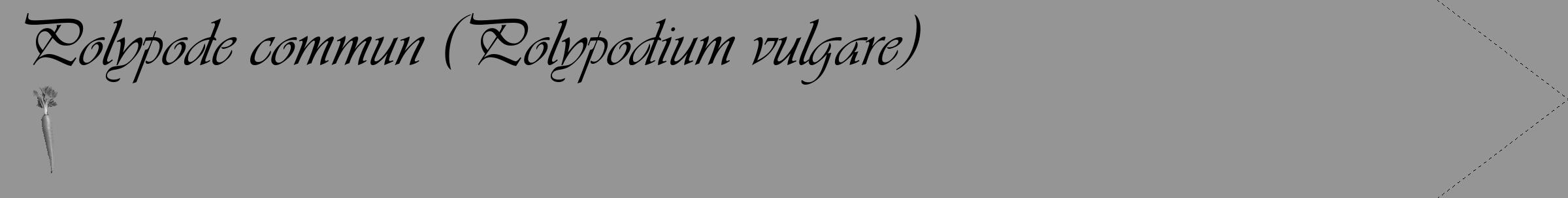 Étiquette de : Polypodium vulgare - format c - style noire16_simple_simpleviv avec comestibilité simplifiée